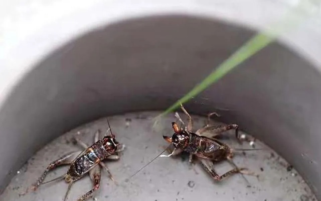 有人养蟋蟀做什么生意赚钱 养蟋蟀的大忌