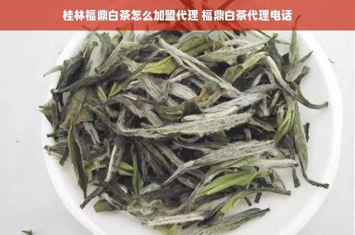 桂林福鼎白茶怎么加盟代理 福鼎白茶代理电话