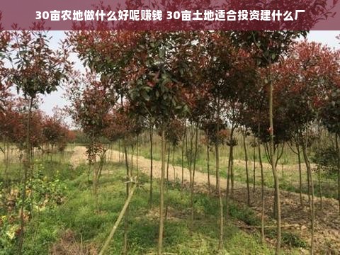 30亩农地做什么好呢赚钱 30亩土地适合投资建什么厂