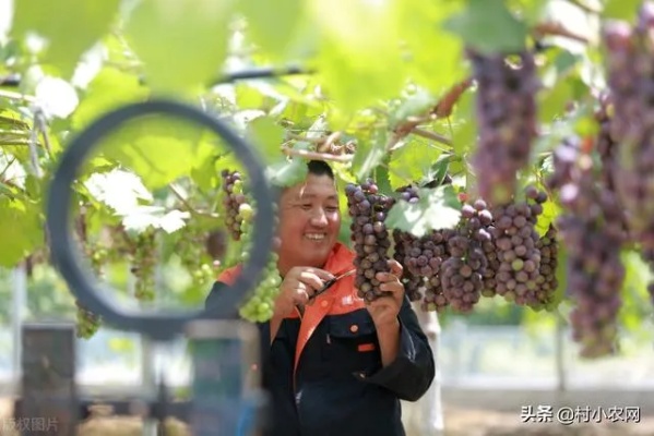 乡村小生意致富之道，探寻赚钱新机遇