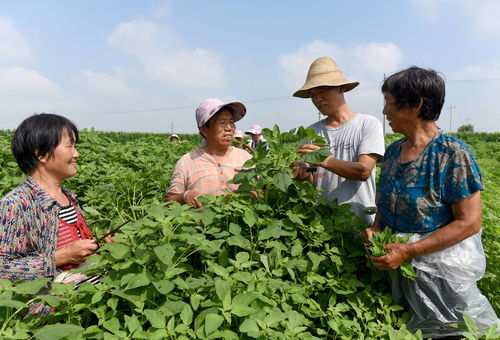 野菜变现之门，如何从创业致富的路径发现，洞察野菜市场红利下的潜在机会（高清图解版）