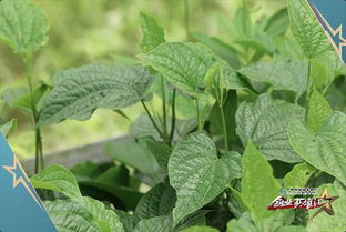 野菜变现之门，如何从创业致富的路径发现，洞察野菜市场红利下的潜在机会（高清图解版）