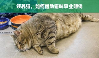 领养猫，如何借助猫咪事业赚钱