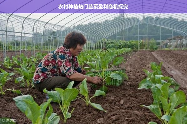 农村种植热门蔬菜盈利商机探究