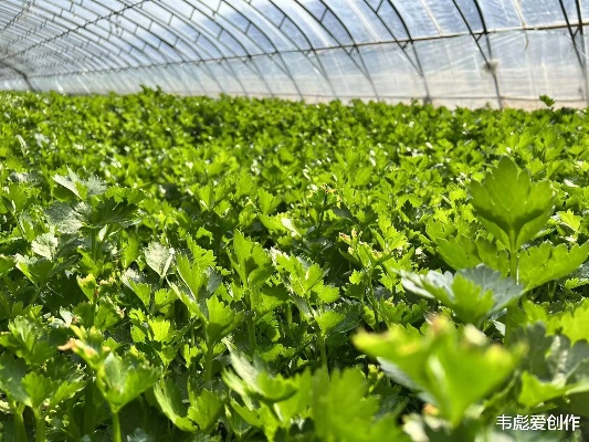 农村种植热门蔬菜盈利商机探究