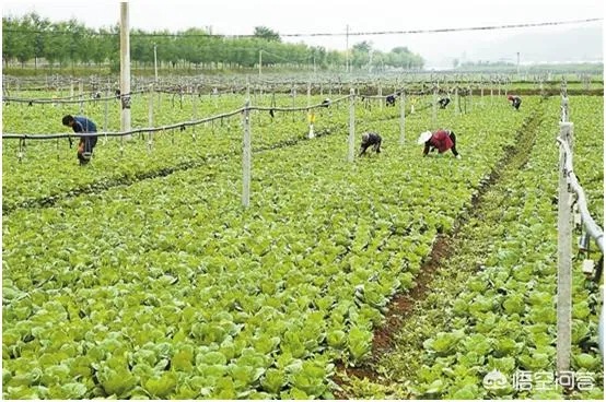 农村种植热门蔬菜盈利商机探究