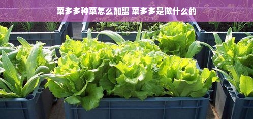 菜多多种菜怎么加盟 菜多多是做什么的