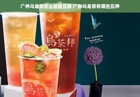 广州乌龙茶怎么加盟品牌 广东乌龙茶有哪些品种