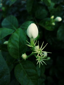 南平茉莉花茶怎么加盟 福建茉莉花茶售卖