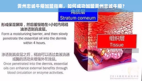 贵州忠诚牛瘪加盟指南，如何成功加盟贵州忠诚牛瘪？