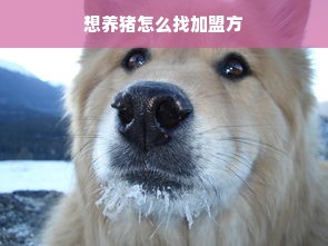 想养猪怎么找加盟方