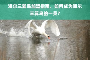 海尔三翼鸟加盟指南，如何成为海尔三翼鸟的一员？