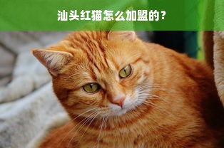 汕头红猫怎么加盟的？