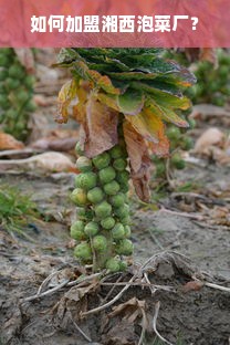 如何加盟湘西泡菜厂？