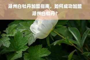 湖州白牡丹加盟指南，如何成功加盟湖州白牡丹？