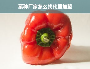 菜种厂家怎么找代理加盟