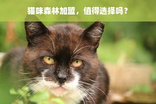 猫咪森林加盟，值得选择吗？