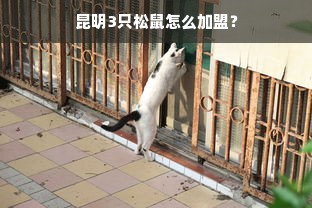 昆明3只松鼠怎么加盟？