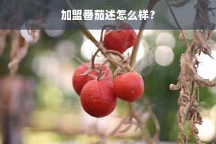 加盟番茄述怎么样？